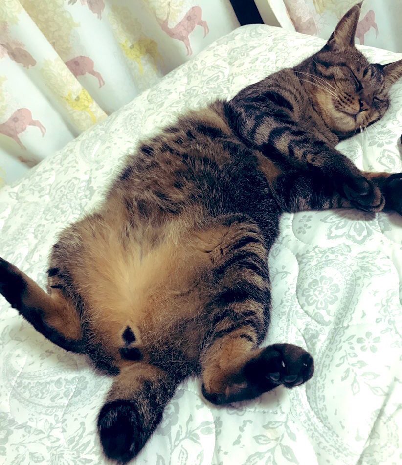 猫さんがお腹を見せてくるのは さわって じゃないことがあり 撫でるとおキレになる うちの猫まさにそれ Togetter