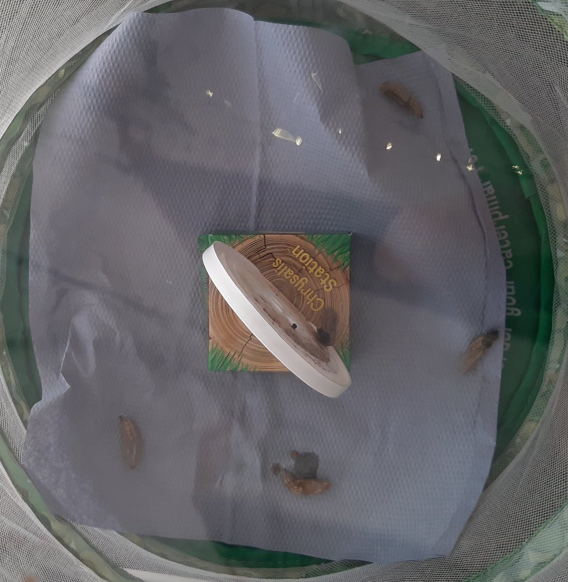 We had a lovely surprise when we got to school yesterday, our caterpillars all spun cocoons over the weekend! We're all very excited to see them turn into butterflies. <a href="/HiaNursery/">HIANursery</a> @HIAMissIllidge <a href="/HIAMrsRadwan/">Mrs Radwan</a>