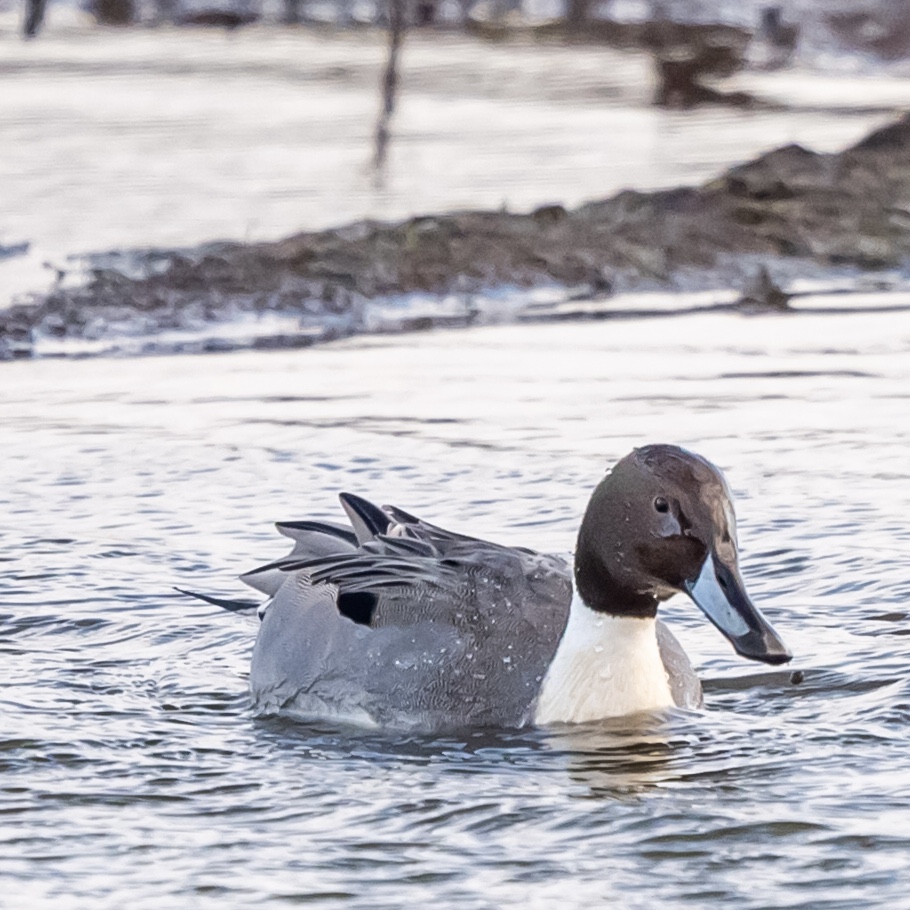 HarrisonPhair's tweet photo. Northern #Pintale
#Marshside #rspb
#southport
🌊
#nikon #z6ii #nikkor #300pf
#coast #sea #sand #birds #birding #coastphotography #tide #estuary #post #sandy #beach #waders #horizon #marsh #lancashire #england #birdphotography #beak #bill
#northernpintail #duck
@visitsouthport https://t.co/86WPXgkA5j
