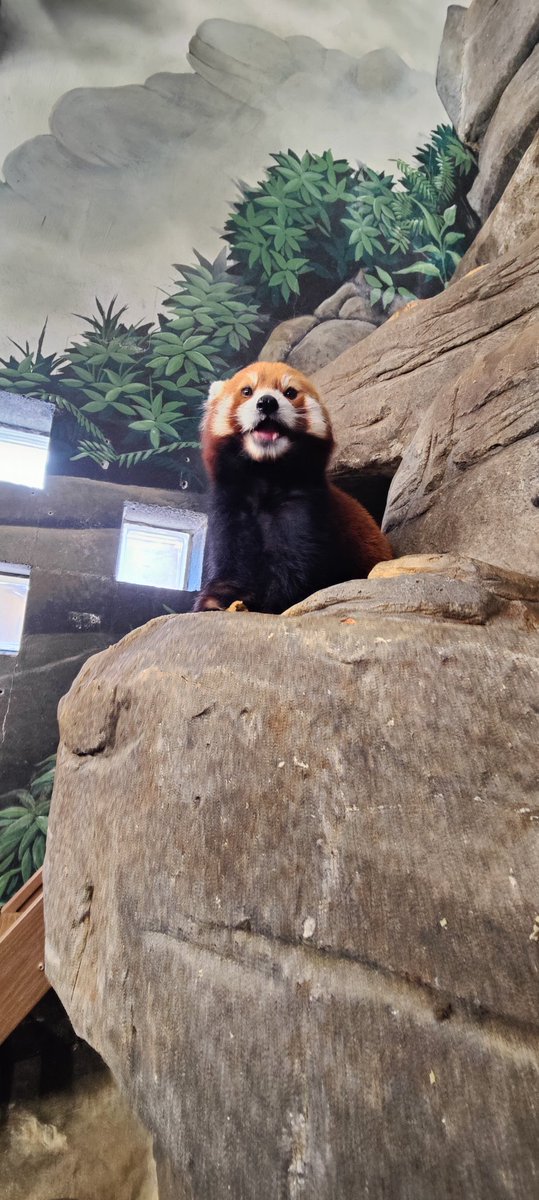 JakeLamar14's tweet photo. @FFHitman This is Ovie, Ovie is a red panda from the Chattanooga zoo. Red pandas are cool. Say hi to Ovie. https://t.co/qQUWWK16bS