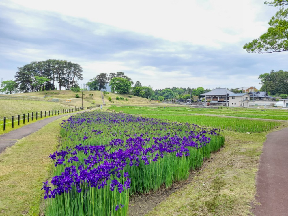 tagakan's tweet photo. 5/17あやめ園開花状況&amp;あやめまつりのお知らせ！！
開花状況は、一部咲いていますが、ほとんどはまだ咲いていませんでしたよ(*^_^*)今年のあやめまつりは、6/18～6/25の期間です。6/22～6/24は夜間にライトアップもありますよヾ(≧▽≦)ﾉ#多賀城 #多賀城市観光協会 #あやめまつり  #あやめ https://t.co/0AMSvS2UXb