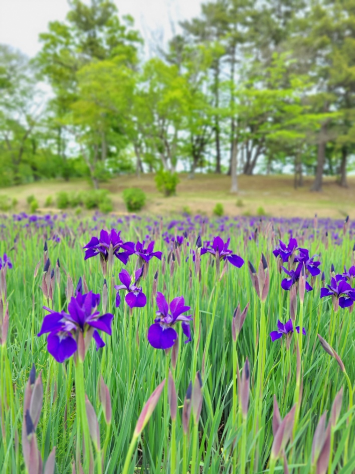 tagakan's tweet photo. 5/17あやめ園開花状況&amp;あやめまつりのお知らせ！！
開花状況は、一部咲いていますが、ほとんどはまだ咲いていませんでしたよ(*^_^*)今年のあやめまつりは、6/18～6/25の期間です。6/22～6/24は夜間にライトアップもありますよヾ(≧▽≦)ﾉ#多賀城 #多賀城市観光協会 #あやめまつり  #あやめ https://t.co/0AMSvS2UXb