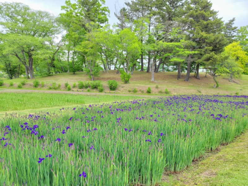 tagakan's tweet photo. 5/17あやめ園開花状況&amp;あやめまつりのお知らせ！！
開花状況は、一部咲いていますが、ほとんどはまだ咲いていませんでしたよ(*^_^*)今年のあやめまつりは、6/18～6/25の期間です。6/22～6/24は夜間にライトアップもありますよヾ(≧▽≦)ﾉ#多賀城 #多賀城市観光協会 #あやめまつり  #あやめ https://t.co/0AMSvS2UXb