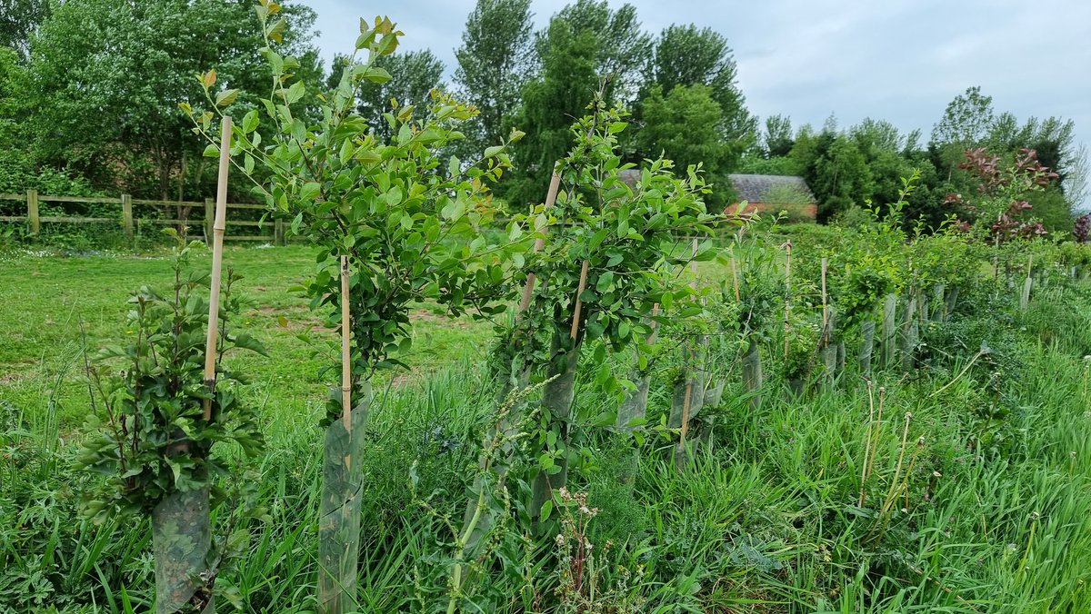 Lichfield & Hatherton Canals Restoration Trust (@lhcrt1) on Twitter photo The hedging along Falkland Road is looking lush and thriving. This is the first batch we planted about a year ago.
Thanks again to the <a href="/SthStaffsWater/">South Staffs Water ๐ฐ</a> PEBBLE fund for funding it. The hedging along Falkland Road is looking lush and thriving. This is the first batch we planted about a year ago.
Thanks again to the <a href="/SthStaffsWater/">South Staffs Water ๐ฐ</a> PEBBLE fund for funding it.
