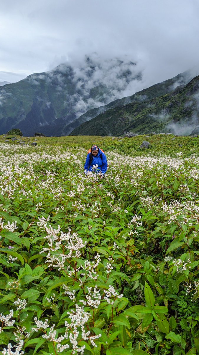 A valley full of rare and endemic Wild Flowers away from the civilization.

- On the way to Pandav Sera near Nandikund lake in the Madhmaheshwar Valley, #Uttarakhand

With <a href="/thebabetalks/">Shivani Rawat</a> 

 #IncredibleIndia #DekhoApnaDesh

<a href="/UTDBofficial/">Uttarakhand Tourism</a> <a href="/Uttarakhand_Now/">Uttarakhand Now</a> <a href="/incredibleindia/">Incredible!ndia</a>