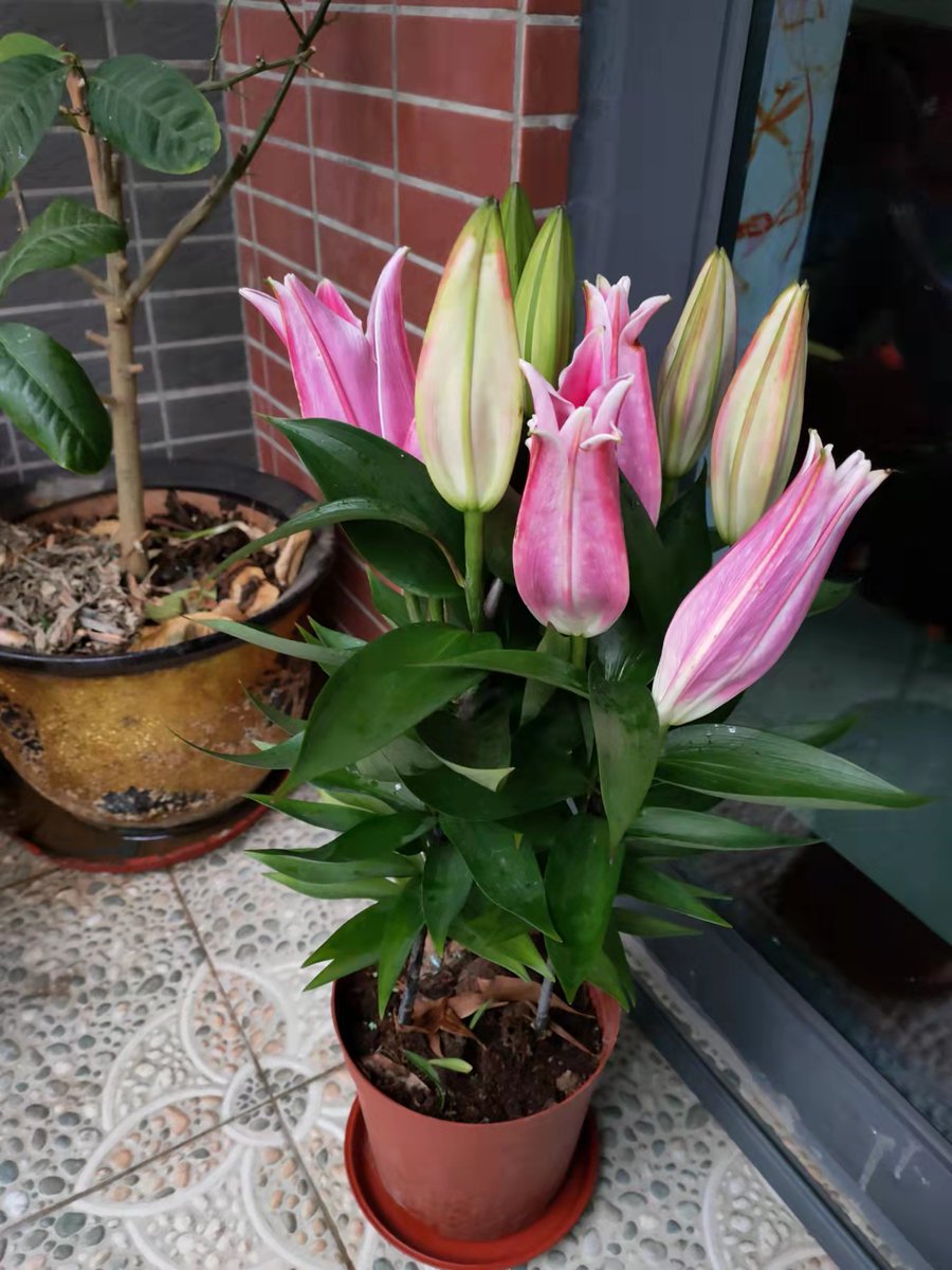 Comet_Zoe's tweet photo. Lilies🌈 https://t.co/7qK00EyEMo
