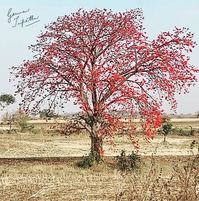 gauravmibm's tweet image. #leading is not about controlling the system but also about supporting the system &amp;amp; helping evolve for the better good...
.
.
.
.
.
#flameoftheforest 
#leadershipmatters 
#leadbyexample 
#natureateacher 
#teamworkmakesthedreamwork 
#buildingresilience