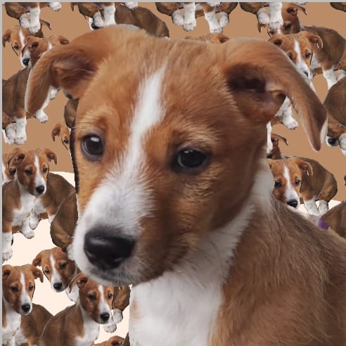 IsaMarCiudad's tweet photo. #BuenosDiasATodos hoy quiero empezar el día con mi preciosa Canela. Nuestra nueva #compañera que ha revolucionado la #Familia con su energía y cariño
sobre todo a mi #perro Duke que está mucho más feliz 😀
2 mejor q 1 verdad?
#AdopcionResponsable 
#animales
#NoAlMaltratoAnimal https://t.co/8fppGonwQp