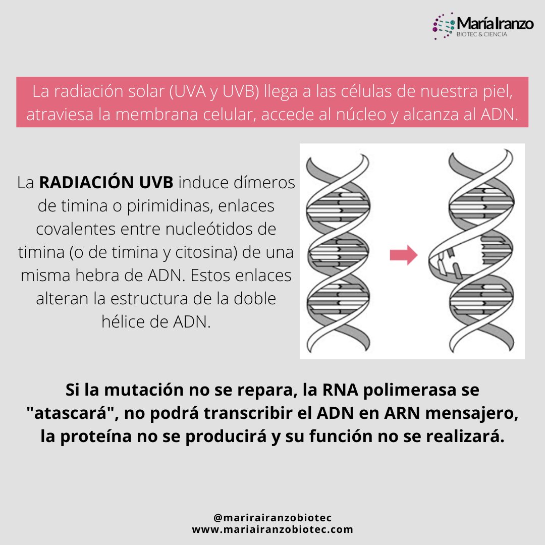 MariaIranzoBio's tweet photo. Sol, playa, moreno... Todos asociados a la mejor época del año para muchos, el verano. Pero también #RadiaciónSolar, quemaduras, mutaciones y #CancerDePiel. 

Hablamos del efecto de la #RadiaciónUV del sol en las células de nuestra piel... ¡SIGUE LEYENDO!

https://t.co/3EJbrYKM6u https://t.co/vQoNqje27y