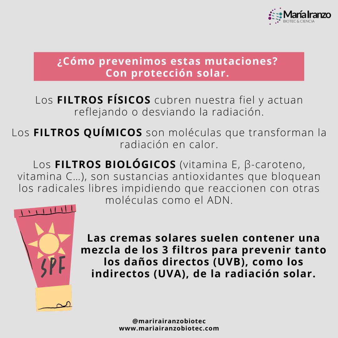 MariaIranzoBio's tweet photo. Sol, playa, moreno... Todos asociados a la mejor época del año para muchos, el verano. Pero también #RadiaciónSolar, quemaduras, mutaciones y #CancerDePiel. 

Hablamos del efecto de la #RadiaciónUV del sol en las células de nuestra piel... ¡SIGUE LEYENDO!

https://t.co/3EJbrYKM6u https://t.co/vQoNqje27y