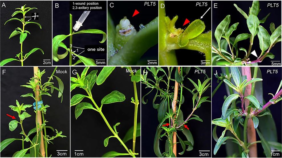 PlantBiotechJ's tweet photo. Manipulation of developmental regulators could be an effective approach for improving in planta and in vitro transformation efficiency, and such a transformation system could be used to facilitate application of genome editing/biotech in modern agriculture https://t.co/KpfCvesbx7 https://t.co/T5Um1oypEq