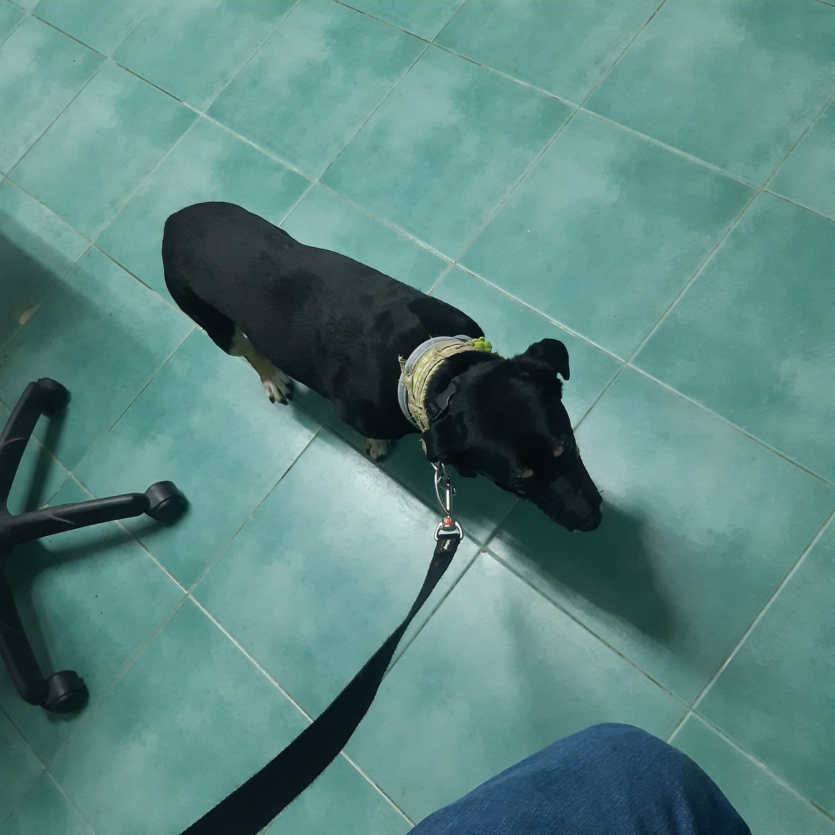PelsPlomEscames's tweet photo. vet time for #xarli 💙 https://t.co/B8BZwxMI6f