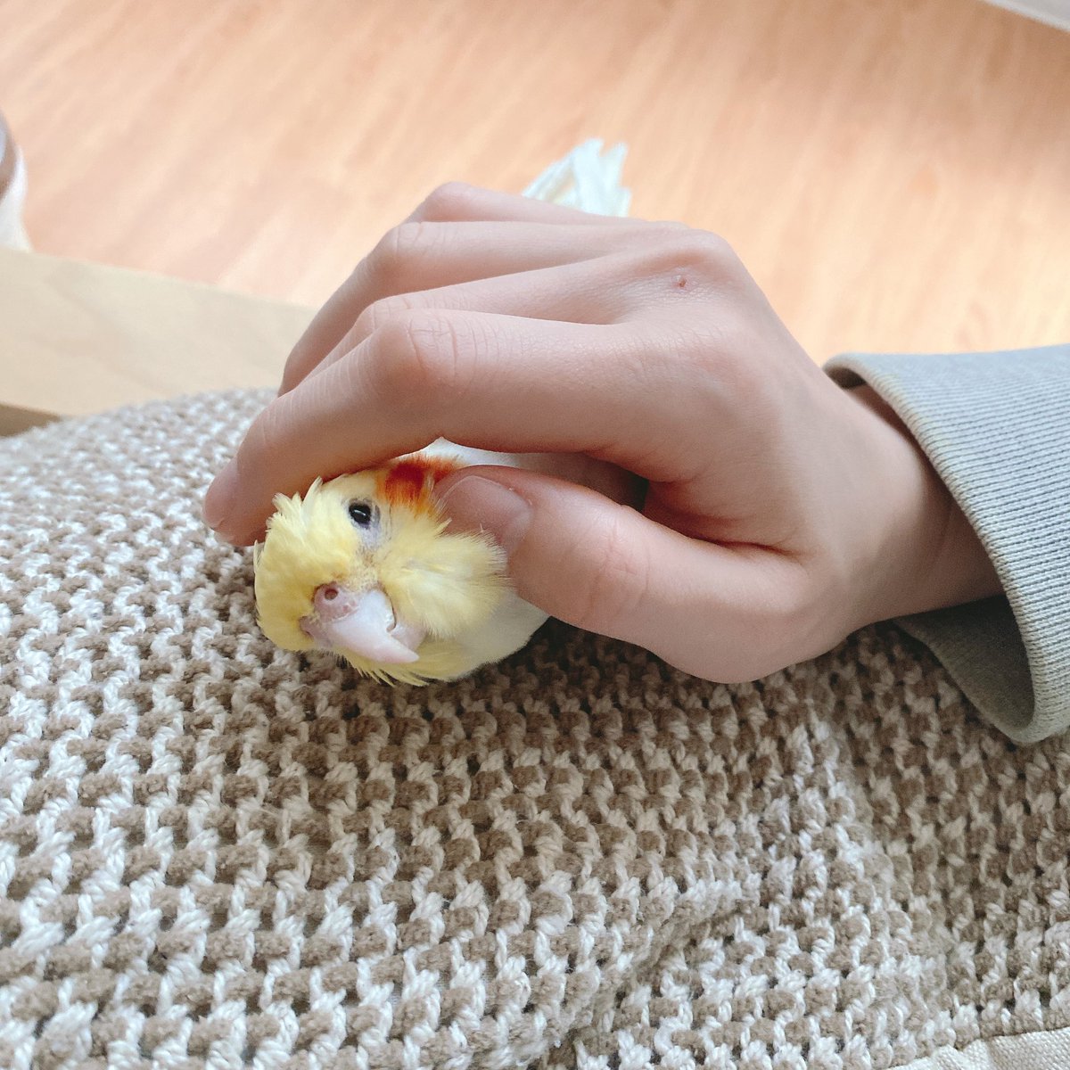 pppowderrr's tweet photo. あざとい〜〜〜〜〜！かわいい！！

#オカメインコ
#鳥 https://t.co/nsn0w2480e