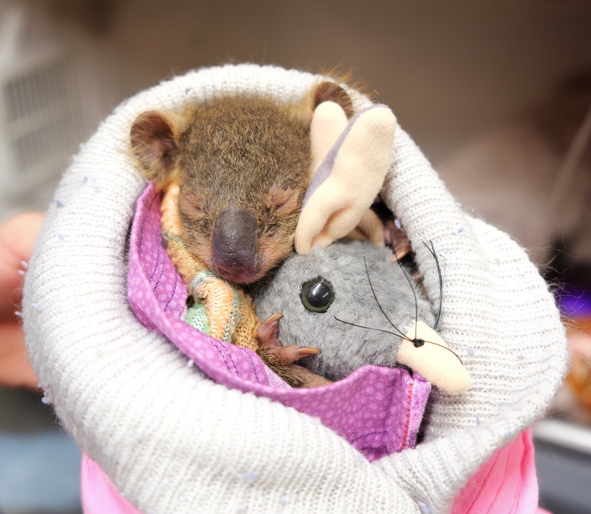 Hermoine the koala joey was found on a driveway with her mum nowhere to be seen. We suspect she must’ve fallen from her mum’s pouch after the recent floods. Hermoine was cold, underweight and severely dehydrated upon first arriving, and is being looked after round the clock. 🐨