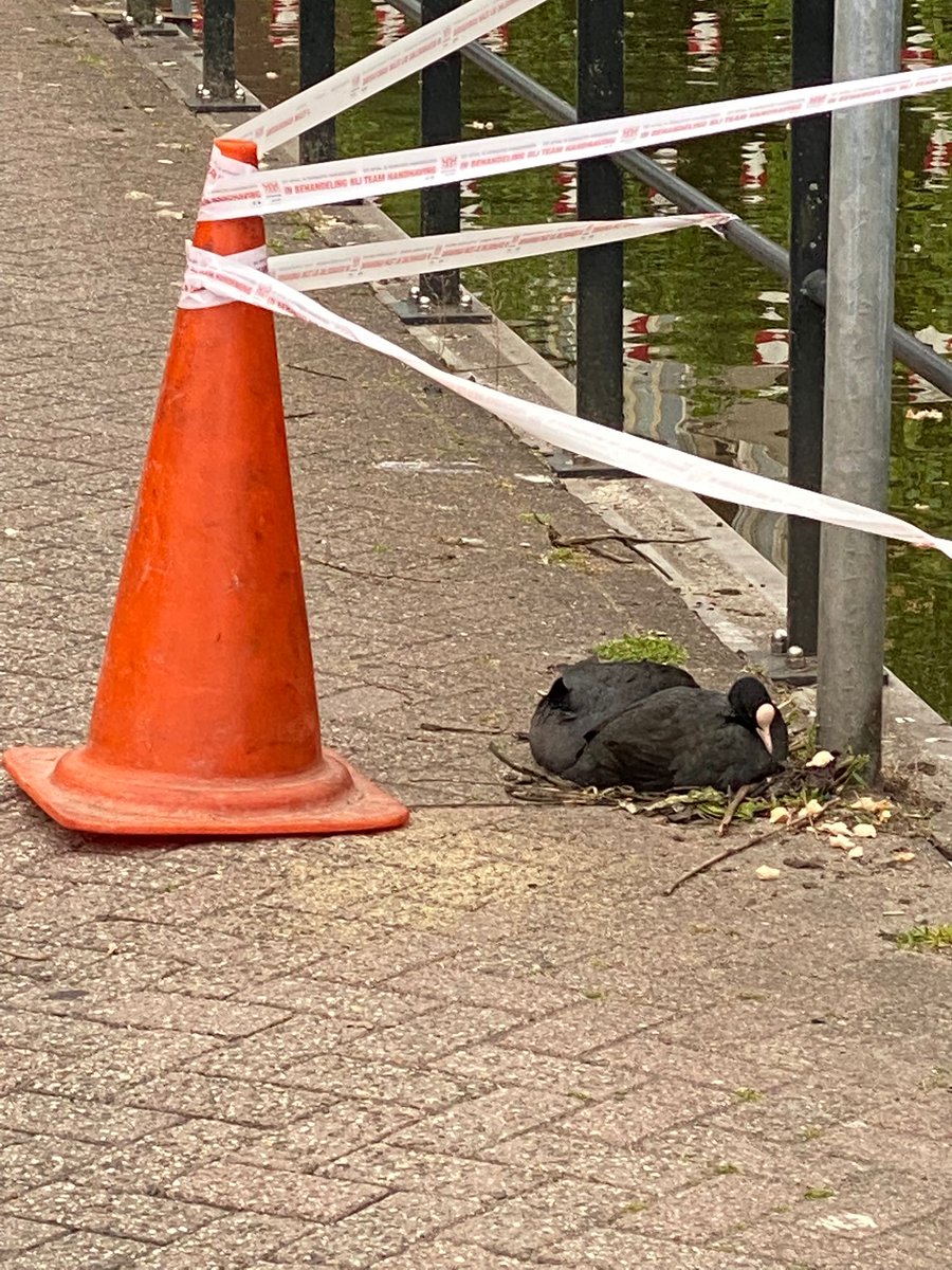 𝗡𝗶𝗲𝗹𝘀 𝗱𝗲 𝗭𝘄𝗮𝗿𝘁𝗲 tweet media