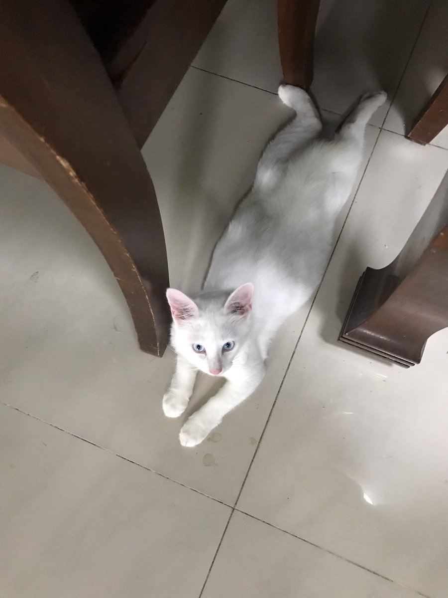 felinepotraits's tweet photo. It’s not a phase, it’s a lifestyle #catgirl #CatsofTwittter https://t.co/KvyAONJKKW