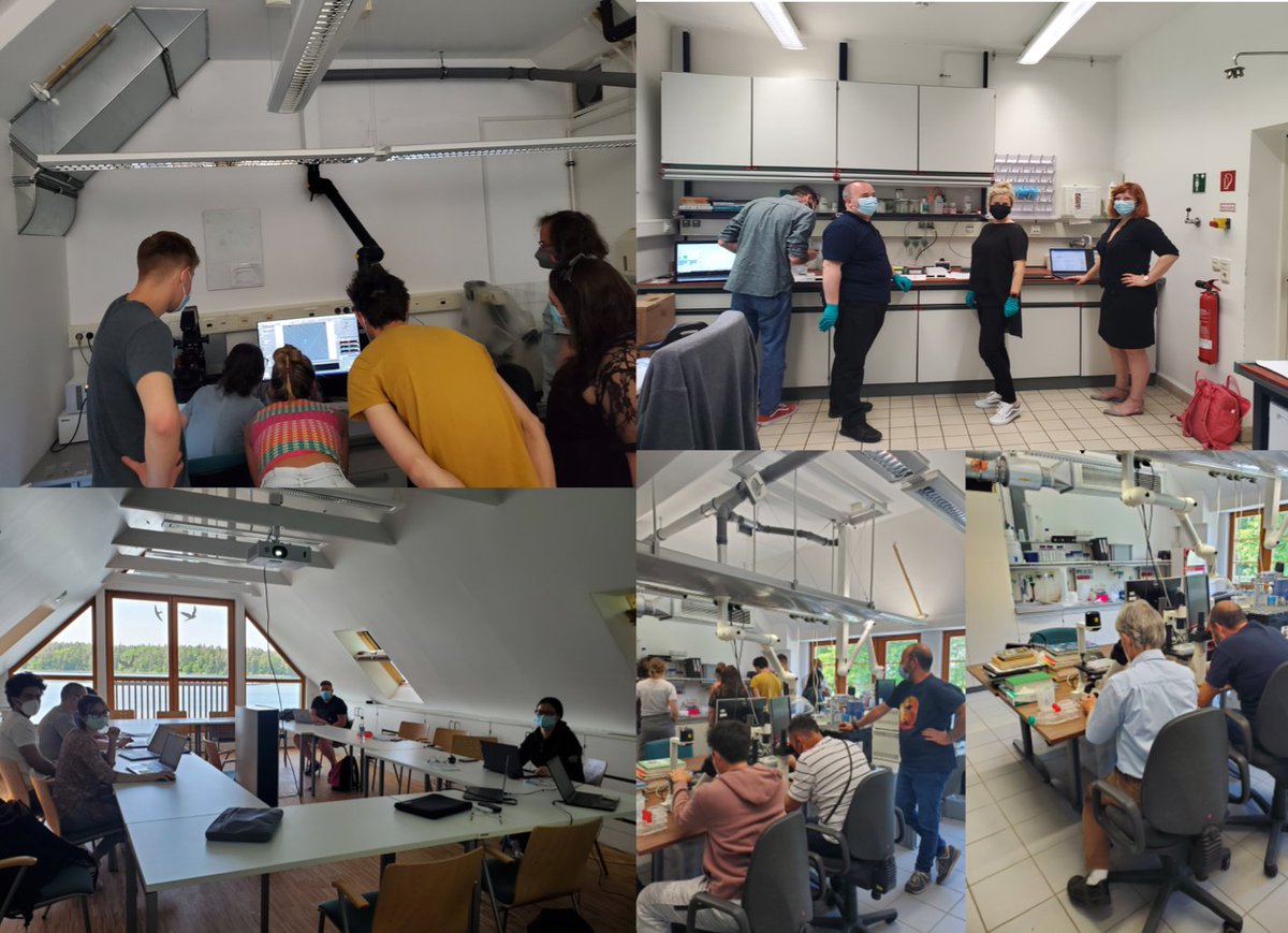 ParAqua_CA20125's tweet photo. #ParAqua TS "Detection methods for #ZoosporicParasites " –lab session in microscopy with #SilkeVandenWyngaert, Albert Reñé @dinoflagelats and Irene @kalchhauser. Parallel virtual session in metarbacoding with @KeilorRojas7. #COST
 #CA20125 #ParAquaTrainingSchool https://t.co/ovSkdI5NHd