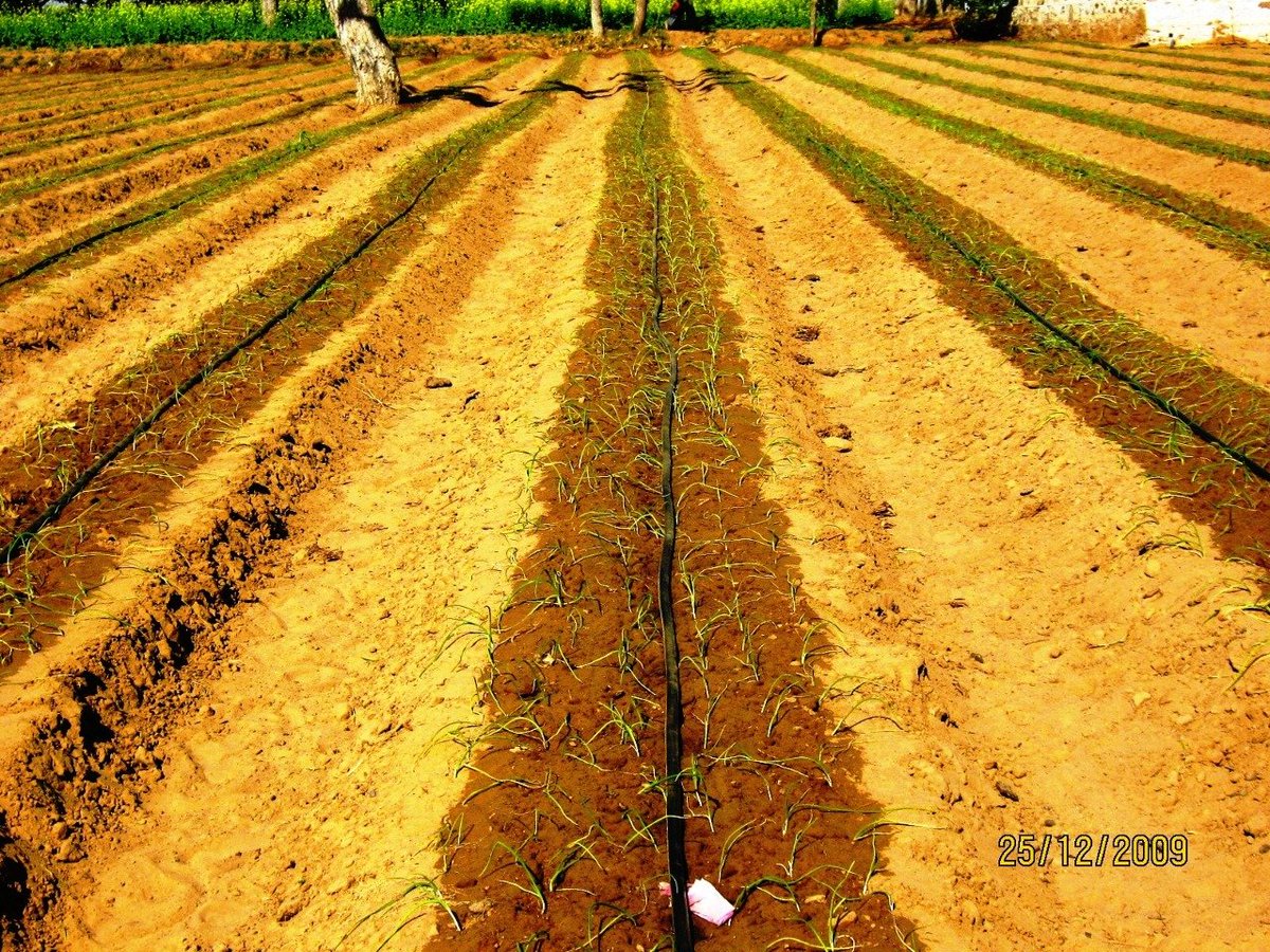 YadRaghunath's tweet photo. Onion cultivation with #dripirrigation in 2009 at my farm on raised bed. #Sustainability in farming is being practised from long time for a sustainable future. #Onion #Devliya @indiajournalist @RPYadav21 @GhumanSimerjeet https://t.co/DgXOE4t0Xg