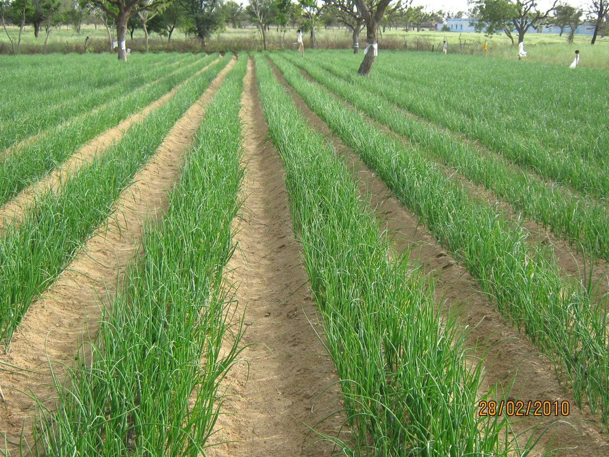 YadRaghunath's tweet photo. Onion cultivation with #dripirrigation in 2009 at my farm on raised bed. #Sustainability in farming is being practised from long time for a sustainable future. #Onion #Devliya @indiajournalist @RPYadav21 @GhumanSimerjeet https://t.co/DgXOE4t0Xg