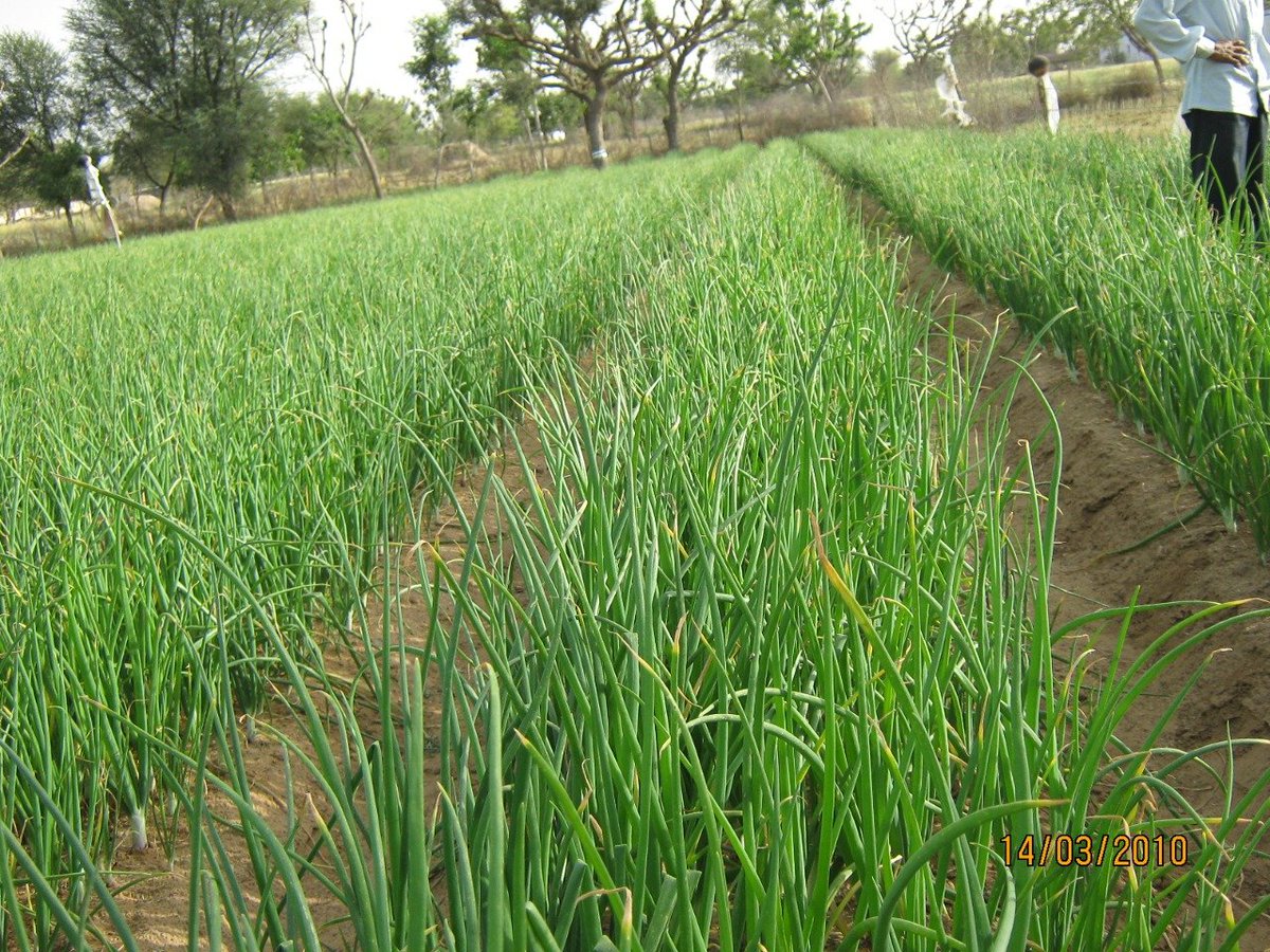 YadRaghunath's tweet photo. Onion cultivation with #dripirrigation in 2009 at my farm on raised bed. #Sustainability in farming is being practised from long time for a sustainable future. #Onion #Devliya @indiajournalist @RPYadav21 @GhumanSimerjeet https://t.co/DgXOE4t0Xg