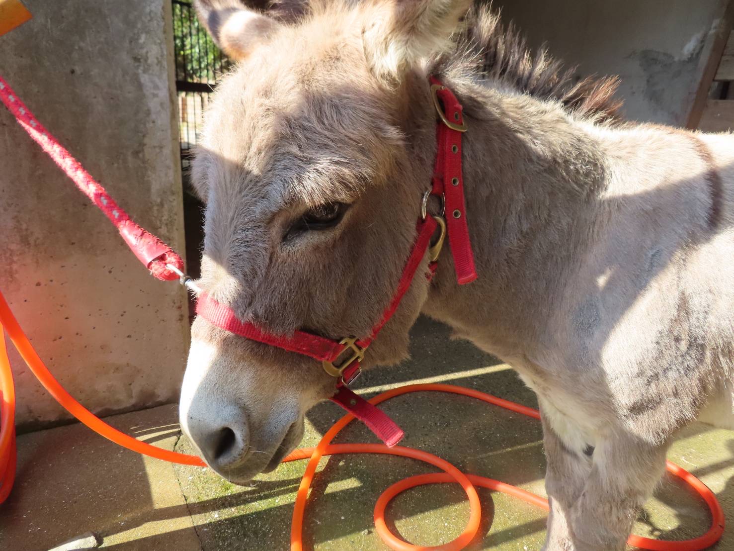 神戸市立王子動物園 公式 ロバのオスとメスの違い2 3 中には意外な箇所に違いが現れる種もいます 今回はウマ 科動物の オスとメスの違い 雌雄差 をご紹介します 当園北園エリアで過ごす ロバ のブンタ 左 とナズナ 右 ロバの雌雄差は