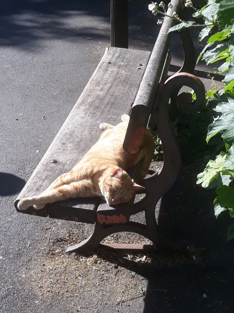 GingerBench's tweet photo. Ginger Cat is missing from his home and HIS bench both on Dalrymple Road in Brockley/Crofton Park SE4. Last seen Friday evening. Please help find him. THANK YOU. https://t.co/7beopiRFLW
