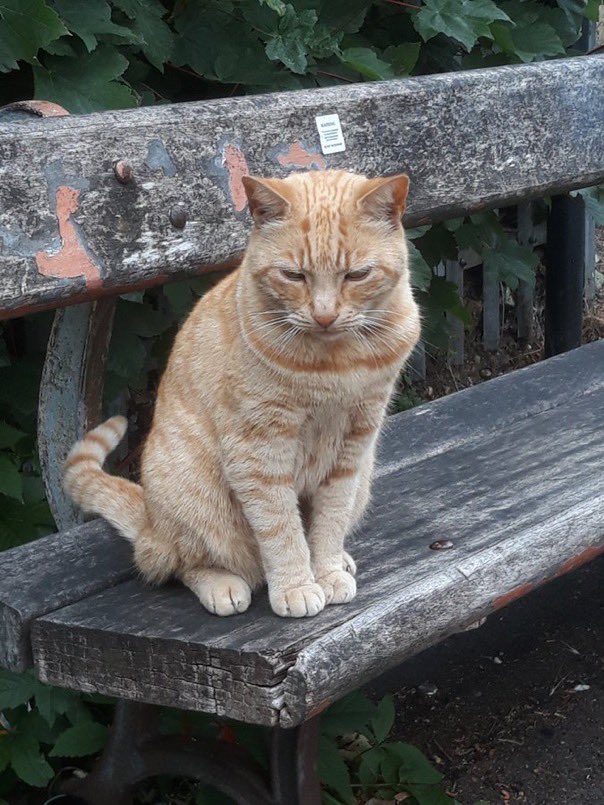 GingerBench's tweet photo. Ginger Cat is missing from his home and HIS bench both on Dalrymple Road in Brockley/Crofton Park SE4. Last seen Friday evening. Please help find him. THANK YOU. https://t.co/7beopiRFLW