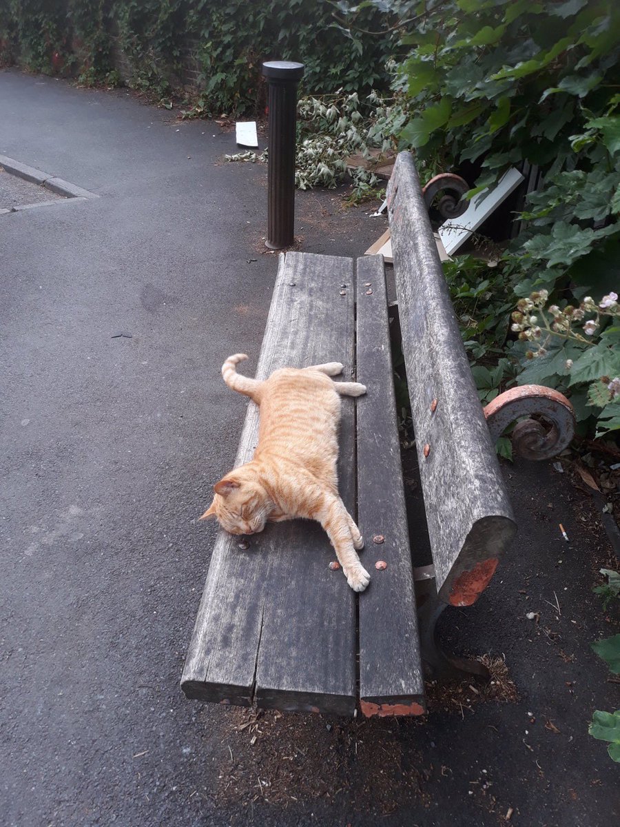 GingerBench's tweet photo. Ginger Cat is missing from his home and HIS bench both on Dalrymple Road in Brockley/Crofton Park SE4. Last seen Friday evening. Please help find him. THANK YOU. https://t.co/7beopiRFLW