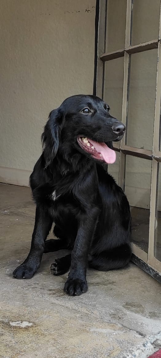 prkpets's tweet photo. Perfect family dog. Highly intelligent, loves children and very active.
#Prkpets #Petsinkenya #SteveGuru https://t.co/hrWpBVNBTj