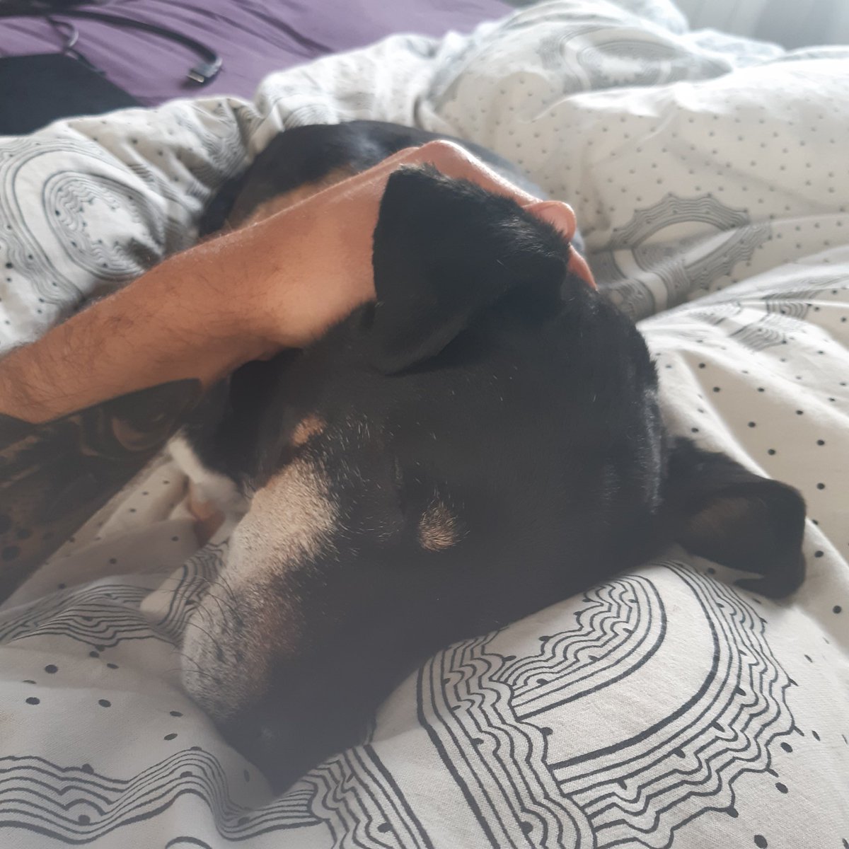 PelsPlomEscames's tweet photo. he prefers bed time... https://t.co/BkecRBrrIc