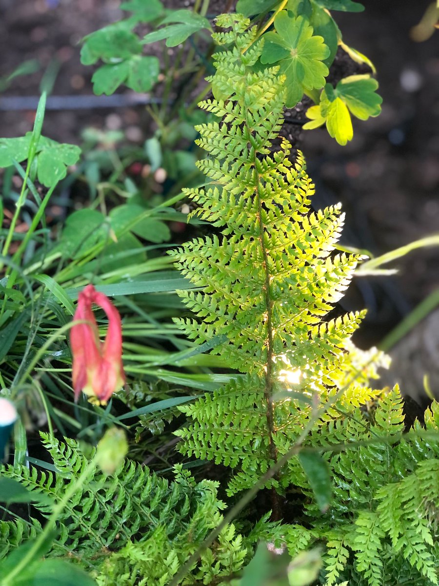 Here’s some sneak peeks of the wonderful variety of plants this year in #TheMetaGarden. This year’s garden, designed by Joe Perkins, embodies communities in all its forms and sizes: woodland-wide and microscopic
<a href="/The_RHS/">The RHS</a> #ChelseaFlowerShow