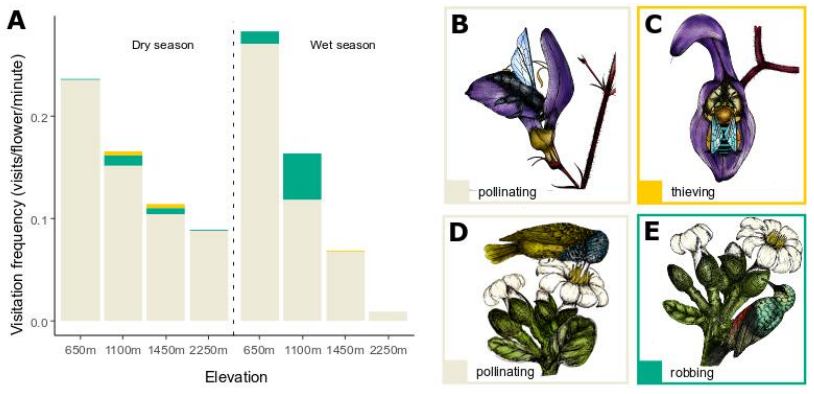 New #preprint on #plant-#pollinator interactions: "Cheaters among pollinators: Floral traits drive spatiotemporal variation in #nectar robbing and thieving in Afrotropical #rainforests" by <a href="/SaileeSakhalkar/">Sailee Sakhalkar</a> <a href="/RobertTropek/">Robert Tropek</a> <a href="/YKlomberg/">Yannick Klomberg</a>  #ecology 1/n biorxiv.org/content/10.110…