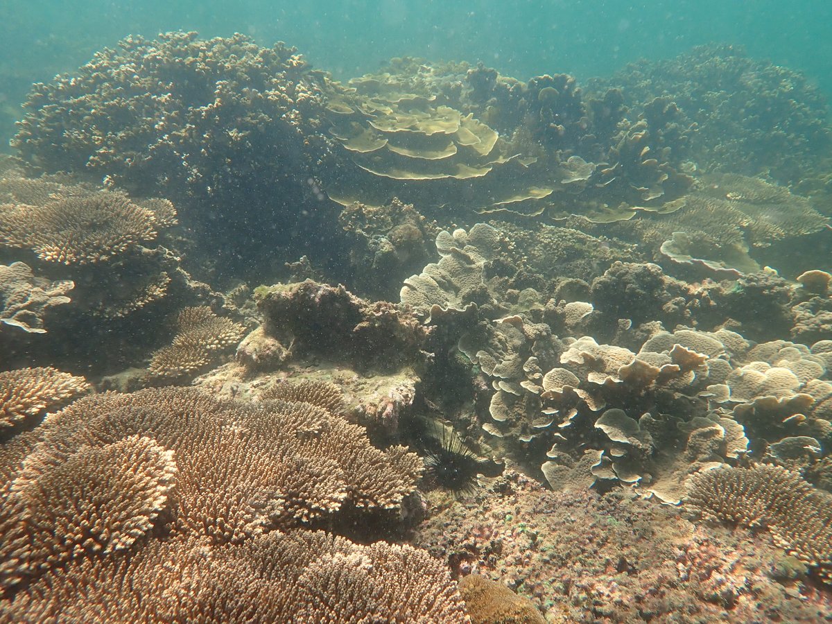 kylecoral's tweet photo. Hiring a Research Assistant (BSc/MSc) in coral reef ecology @EOS_SG to support field projects in Southeast Asia. Diving and travel required 🌊🪸🐚🏝️. Must be able to work in Singapore. Apply here👉https://t.co/w5PjJVWNis https://t.co/1RdPSIKoEw