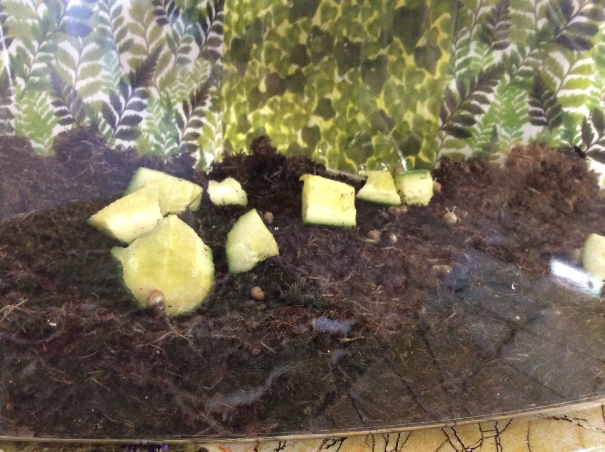 6HG new visitors are settling in well, enjoying some fresh cucumber for breakfast. <a href="/National_Junior/">The National Church of England Junior School</a>