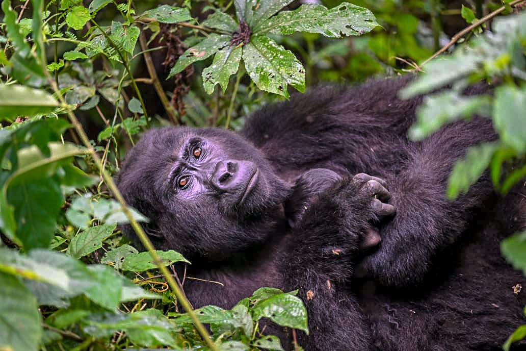 ugwildlife's tweet photo. It's a mountain gorilla BABY BOOM 🦍 in Uganda. Meet the newest member of the Christmas family in the Nkuringo sector of Bwindi Impenetrable National Park. In this photo captured by our field team yesterday (16/05/2022), adult female Kiiza is seen holding her baby so dearly!

1/3 https://t.co/y3d5asRcbR
