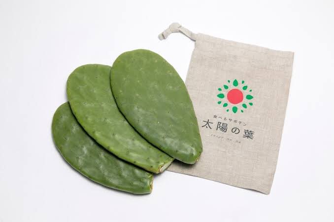 sakura_table's tweet image. Edible cactus &quot;Sun leaf&quot;
Contains dietary fiber, calcium, vitamins, minerals and more.
What does it taste like? I want to eat it.

# Edible cactus
# Kasugai
# Edible plants
