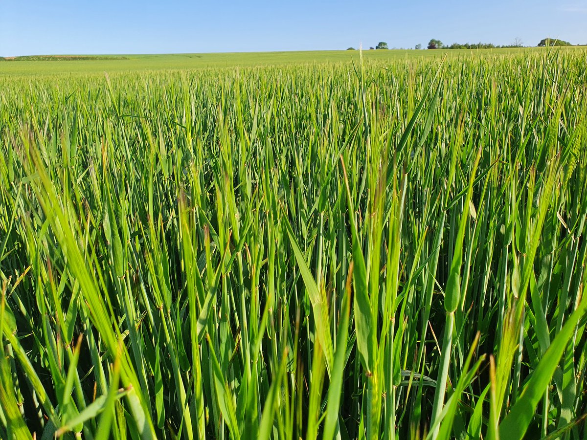 Andrew Robinson tweet media