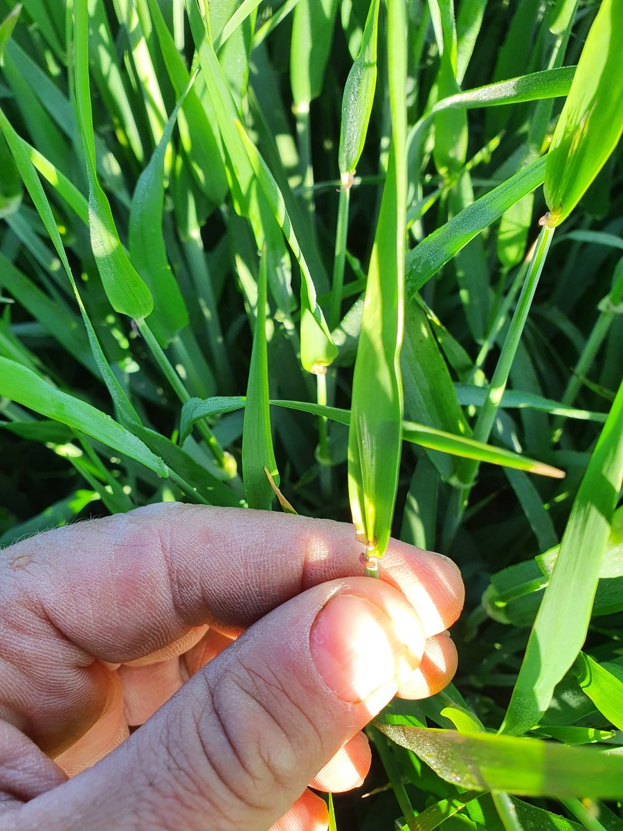 Andrew Robinson tweet media