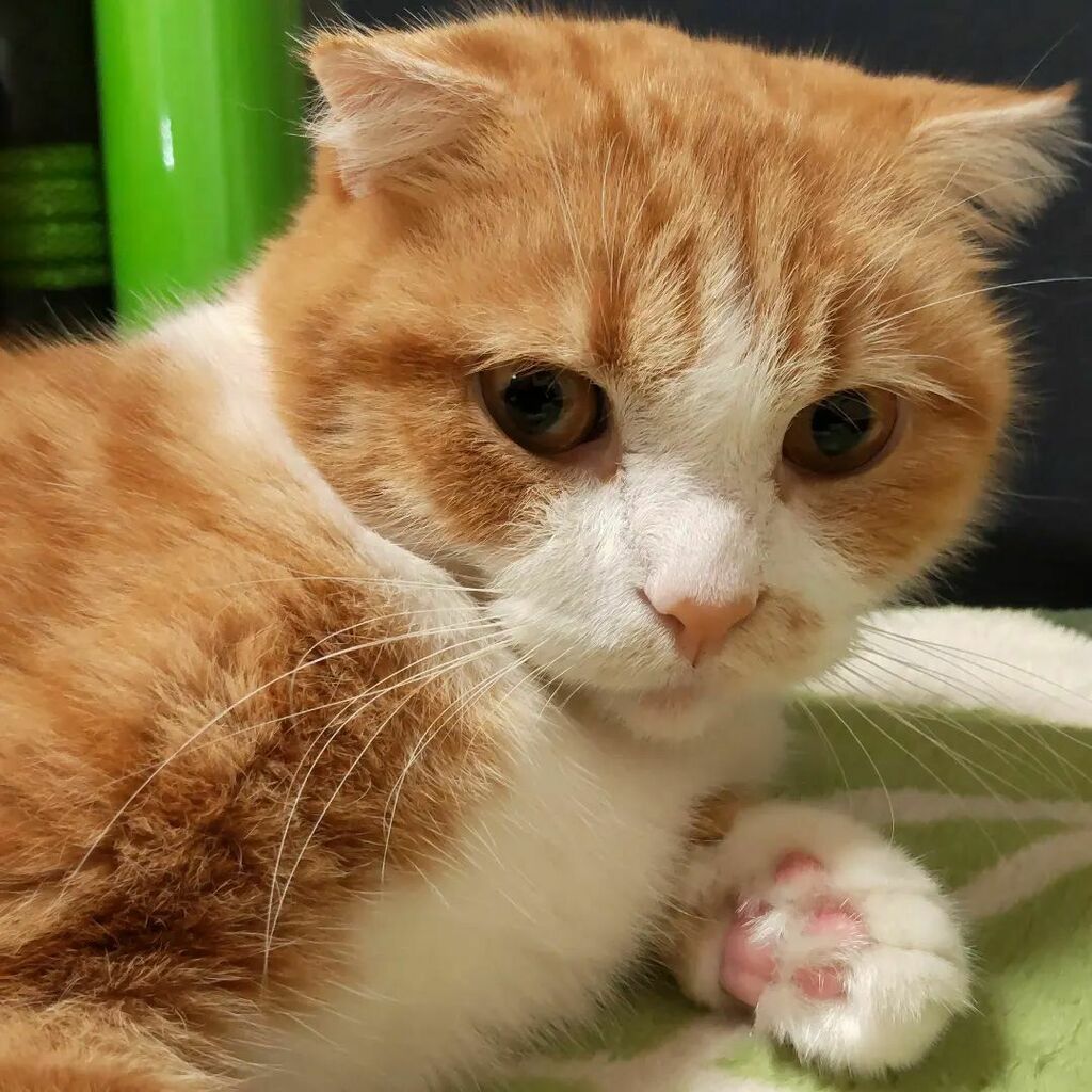 futsukayouko's tweet photo. 正面から見たら⁡
丸いだけの猫なんですが⁡
⁡横から見ると頭頂部が無駄に平らです。⁡

⁡ネアンデルタール人なのかもしれない。⁡
⁡⁡
⁡いや猫です。 https://t.co/ngSkHMANhf https://t.co/mxE7IvdHEF