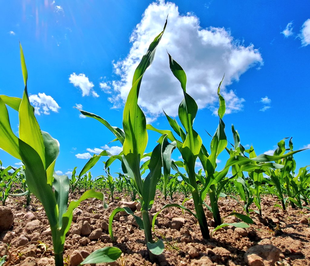 Antoine Thibault tweet media