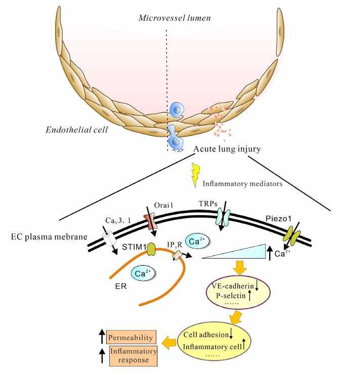 📌Read more about #CalciumPermeableChannels and #EndothelialDysfunction in #AcuteLungInjury

Freely available at: mdpi.com/1467-3045/44/5…