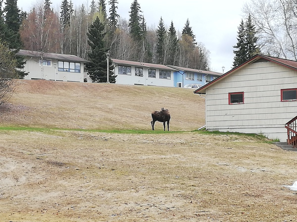 i_nitze's tweet photo. First full day of #ICRSS22. Great #remotesensing and #moose on @uafairbanks campus.
@Permafrost_RS https://t.co/iGn3i3G9q2