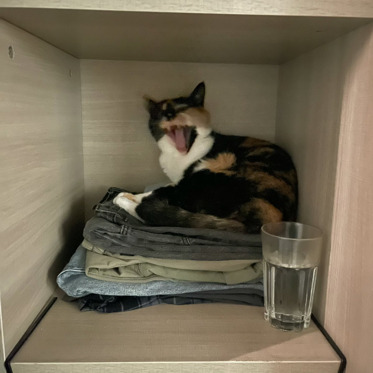 一家四口 只有我起床了 昨天晚上tiki在客厅睡的 早上放进来了 现在一只在衣柜一只在床尾 没打起来 就是两只猫不能靠近 豆苗 一看到tiki就疯狂嘴臭豆奶销售点