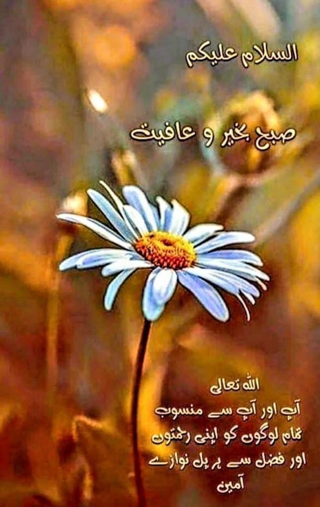 Dear Api Jan Rayan Haider (@RayanHaider12) / Posts / X