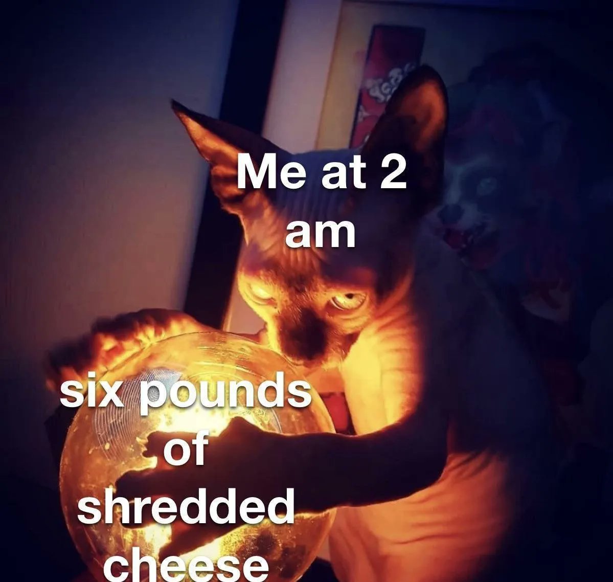 imgur's tweet image. The gouda won't judge. imgur.com/gallery/961hvZF