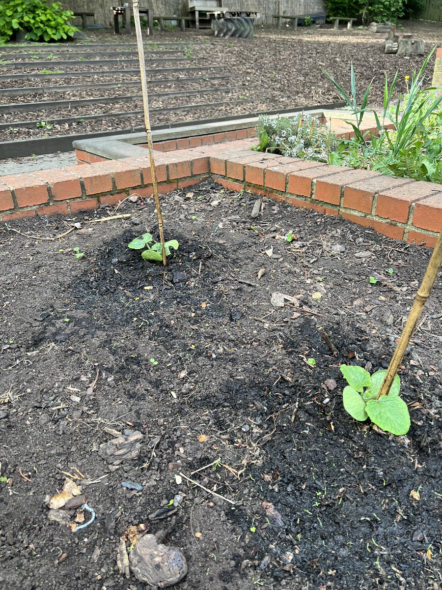 PeAnushka's tweet photo. The pumpkins are growing strong whilst battling the night attacks from our garden friends #slugsandsnails #schoolgarden #gardeningwithchildren https://t.co/klhxjC28Ab