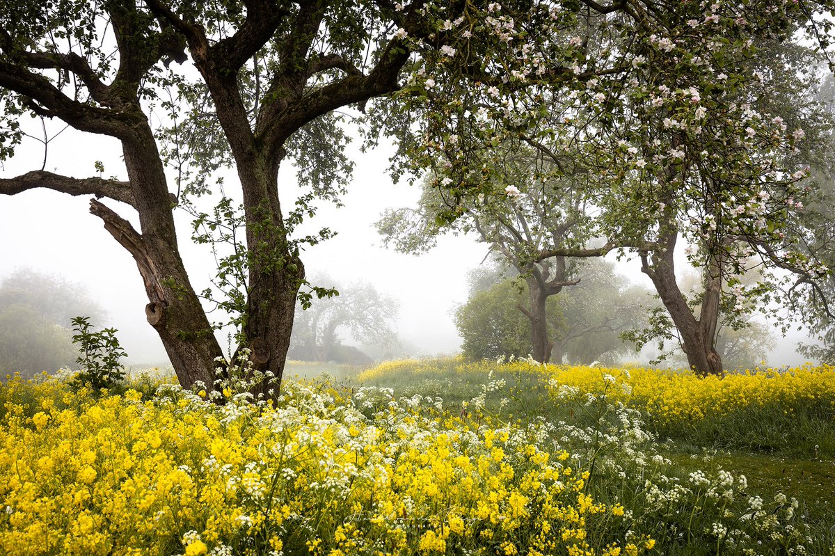 Haroldvdb's tweet photo. GM! Beautiful start of a spring morning, enjoying your day!
#landscapephotography #spring #Netherlands #fog https://t.co/oucSQkI4bc