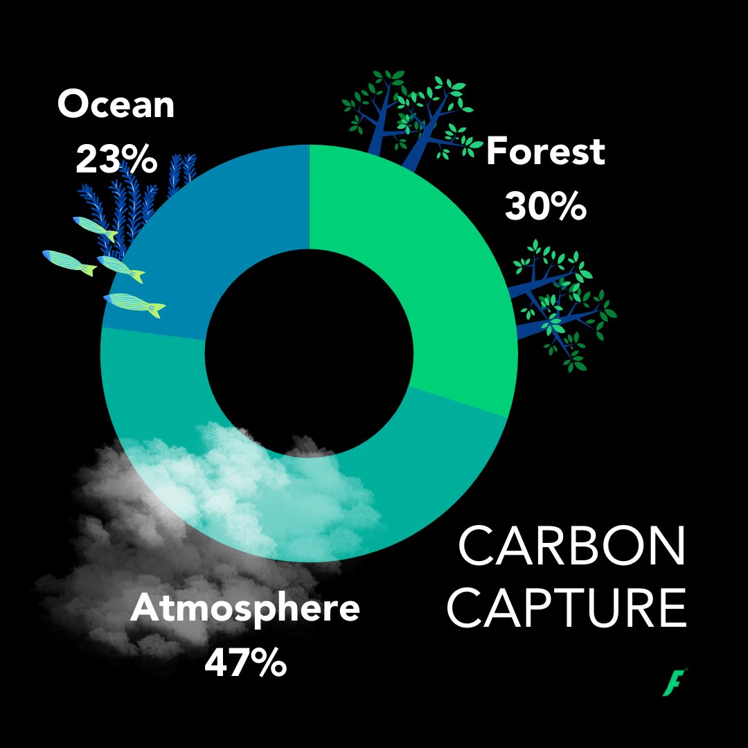 flo_card's tweet photo. Forests' annual #carboncapture is 30% and 47% emissions remain in the atmosphere contributing to #GlobalWarming 

Conserve and plant trees by switching to FloCard, a futuristic digital card. Get started at https://t.co/XCKbEp3KuQ for a #BetterPlanetTogether!

#sustainability https://t.co/M5GkBRVv2t