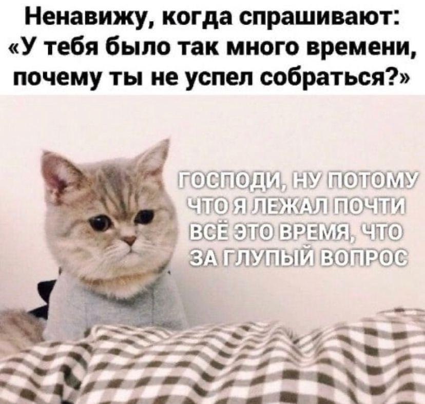 RussianMemesLtd's tweet photo. I hate it when someone asks me
"you had so much time, why didn't you get ready?"

oh God, because I've been lying here almost all this time, what a stupid question https://t.co/Z32EBqpzl7