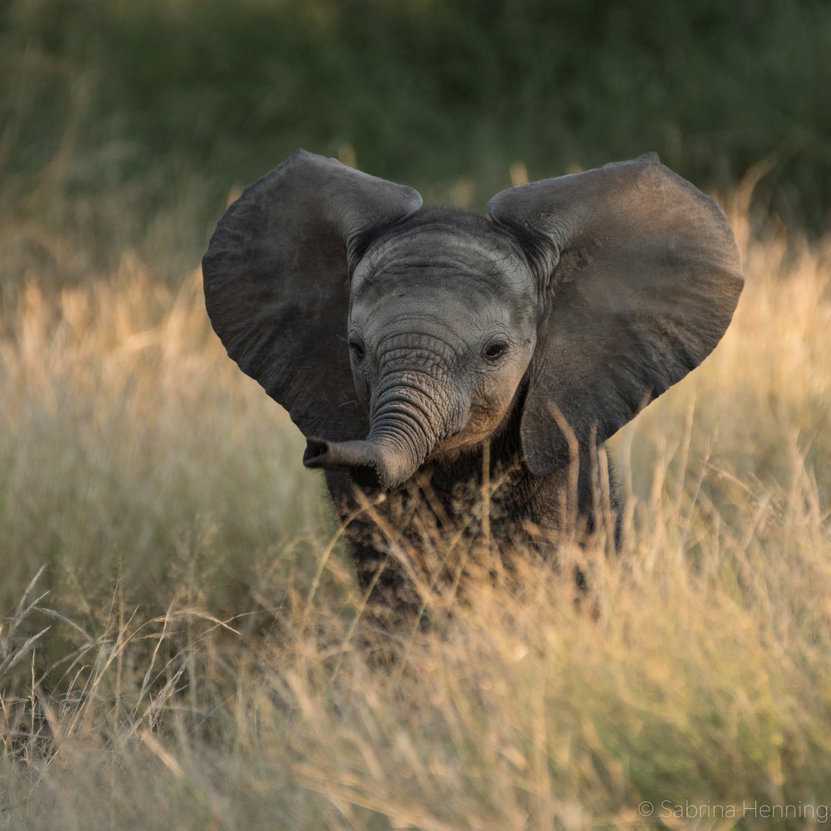 listique_uk's tweet photo. Ready for an incredible bucket-list trip to Africa? 🐘

From bespoke safaris in South Africa to desert adventures in Namibia, let Listique help you plan your luxury holiday. 

Get in touch at https://t.co/ZE2JJ1EIRB 

📷: Boundless Frontiers https://t.co/6Uv61Okc21